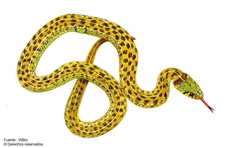 Image of Checkered Garter Snake