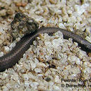 Image of Hallowell's Centipede Snake