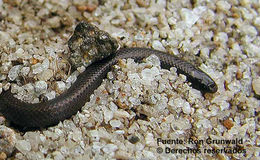 Image of Hallowell's Centipede Snake