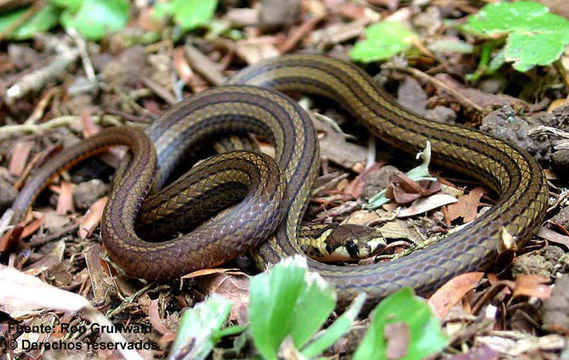 صورة Tantilla reticulata Cope 1860