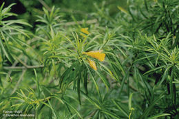 Image of <i>Thevetia peruviana</i>