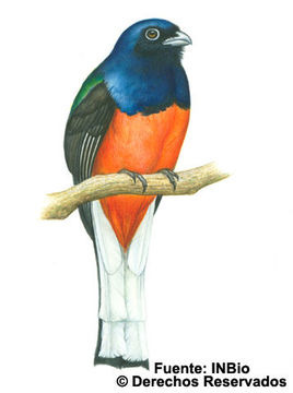 Image of Baird's Trogon