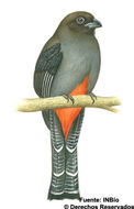 Image of Baird's Trogon