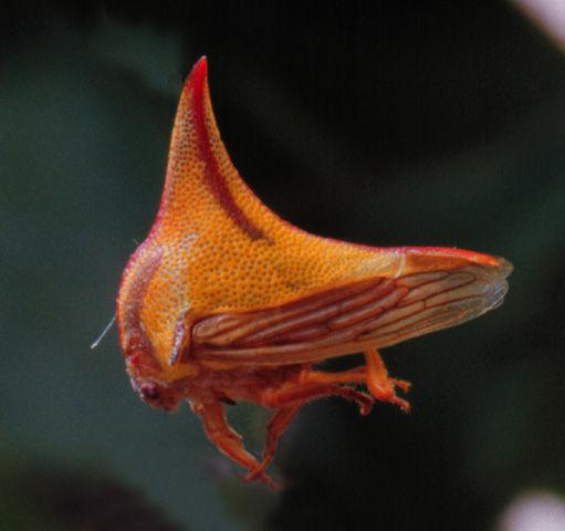 Image of Thorn Treehopper