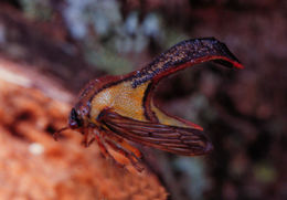 Image of Thorn Treehopper