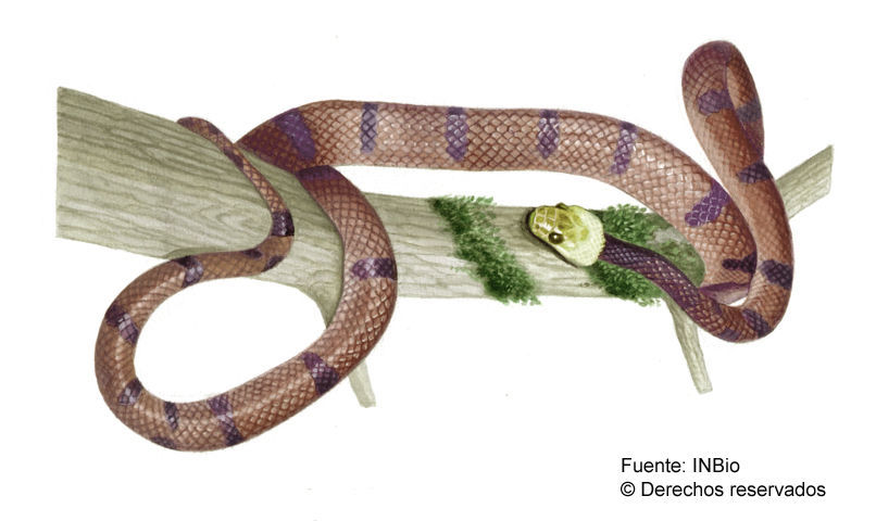 صورة Siphlophis compressus (Daudin 1803)