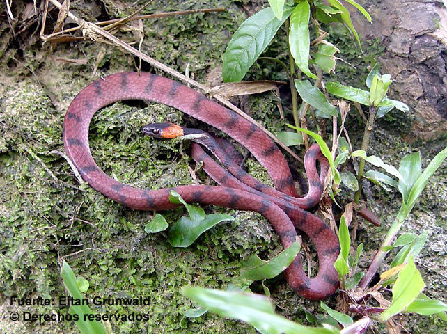 Siphlophis compressus (Daudin 1803) resmi