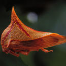 Image of thorn bug