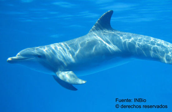 Image of Bottlenose Dolphin