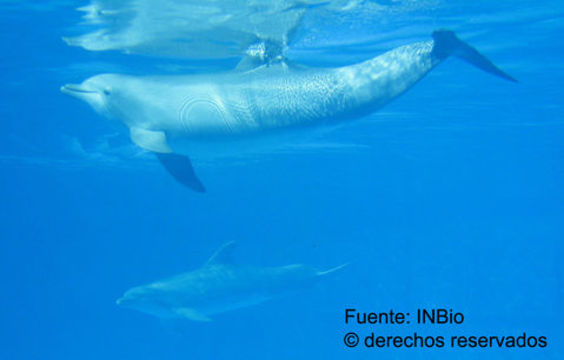 Imagem de Tursiops Gervais 1855