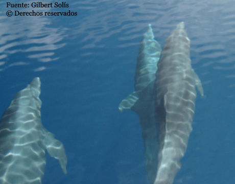 Image of Bottlenose Dolphin