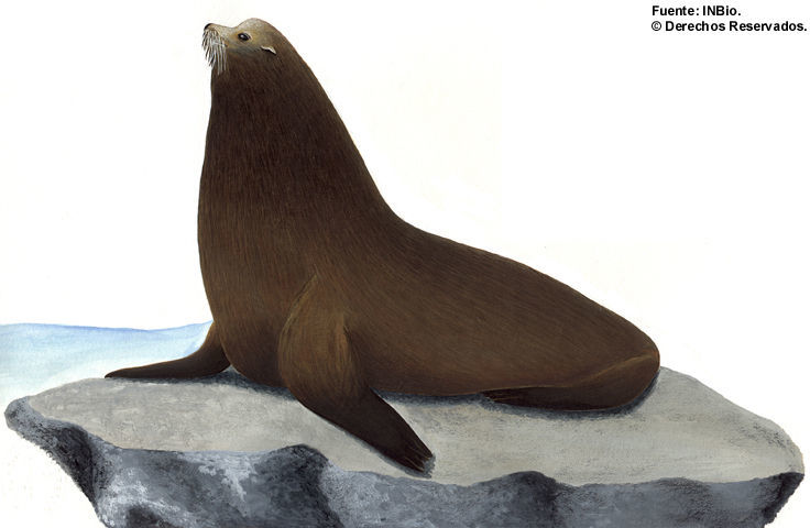 Image of Sea Lion