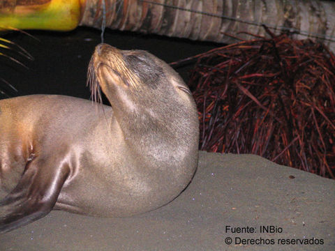 Image of Sea Lion