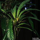 Image of Anthurium eximium Engl.
