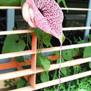 Image de Aristolochia grandiflora Sw.