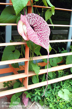 Image of pelicanflower