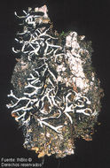 Image of American anzia lichen
