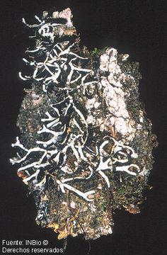 Image of American anzia lichen