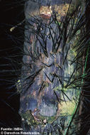 Image of Black palm