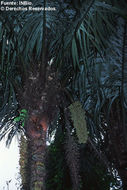 Image of Black palm