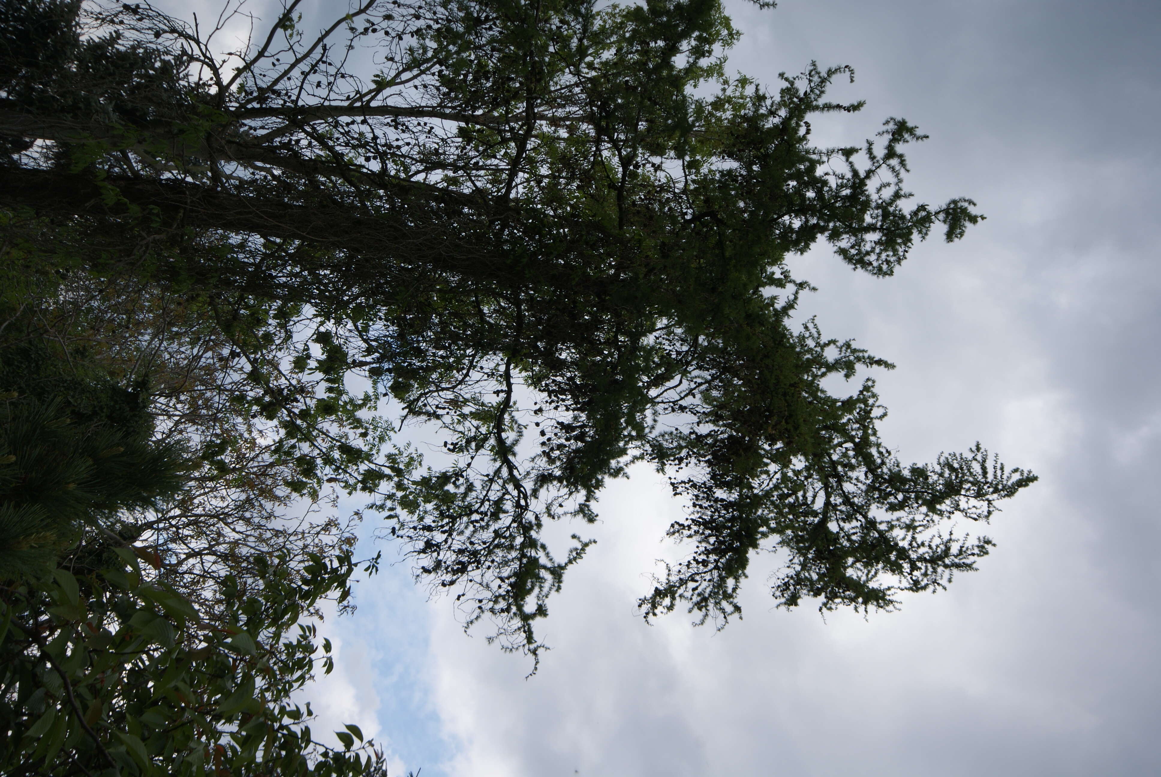 Image of European Larch