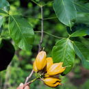 Image de Callichlamys latifolia (Rich.) Schum.