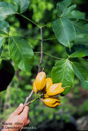 Imagem de Callichlamys latifolia (Rich.) Schum.