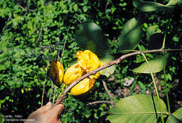 Image of Callichlamys latifolia (Rich.) Schum.