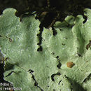 Image of Carolina canoparmelia lichen
