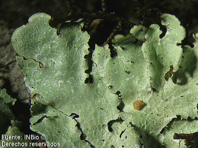 Image of Carolina canoparmelia lichen