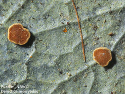 Image of calopadia lichen