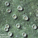 Image of <i>Calenia phyllogena</i> (Müll. Arg.) R. Sant.