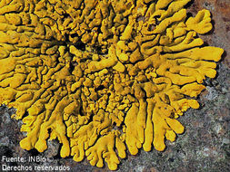 Image of Mexican candelina lichen