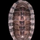 صورة Chiton marmoratus Gmelin 1791