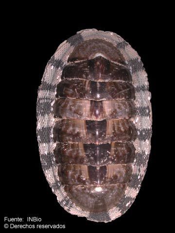 Image of marbled chiton