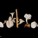 Image of <i>Caripia montagnei</i> (Berk.) Kuntze
