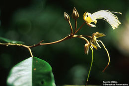 Image of Jamaican Capertree