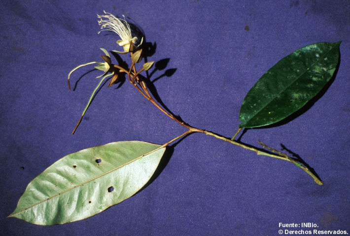 Image of Jamaican Capertree