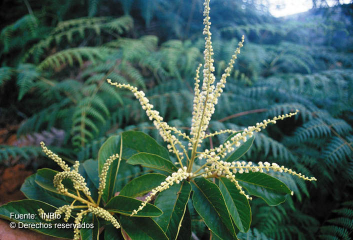 Imagem de Clethra mexicana DC.