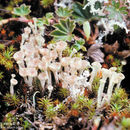 Image of <i>Cladonia coccifera</i> (Linnaeus) Willdenow