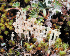 <i>Cladonia coccifera</i> (Linnaeus) Willdenow的圖片