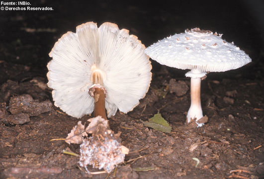 Chlorophyllum resmi