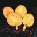 Image of Cookeina tricholoma (Mont.) Kuntze 1891