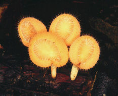 Image of Cookeina tricholoma (Mont.) Kuntze 1891