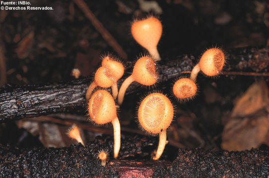 Image of Cookeina tricholoma (Mont.) Kuntze 1891