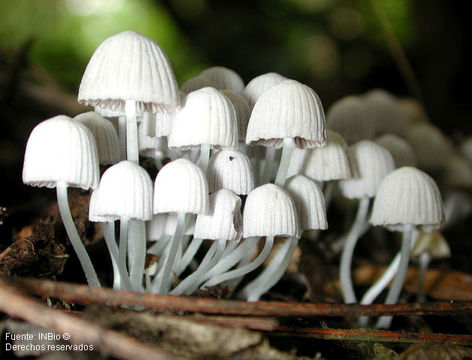 Image of <i>Coprinus disseminatus</i>