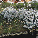 Image of <i>Coprinus disseminatus</i>