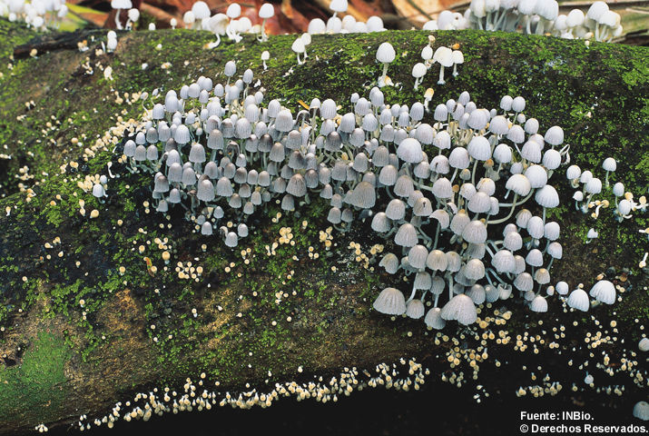 Image of <i>Coprinus disseminatus</i>