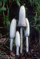 Image of Coprinus