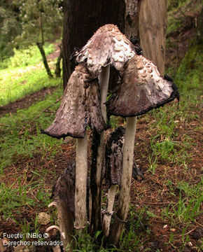 Image of Coprinus